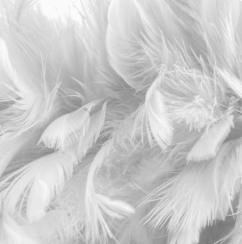 Feather Cushion Inners - - - - - - Available For Pick Up Only With Purchase of Cushion Cover - - - - - - - Collector Store